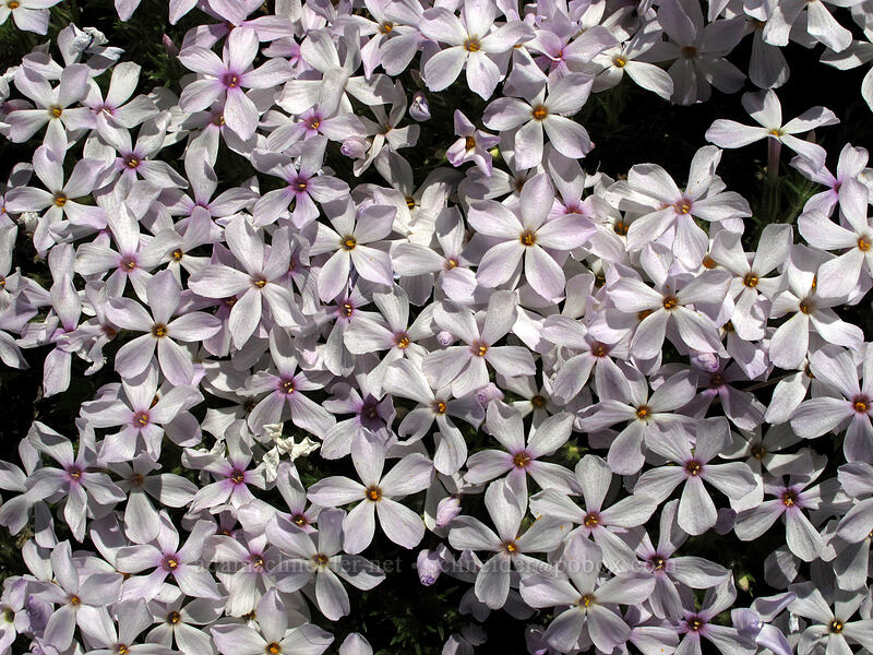 tufted phlox (Phlox caespitosa) [Chelan Butte, Chelan County, Washington]