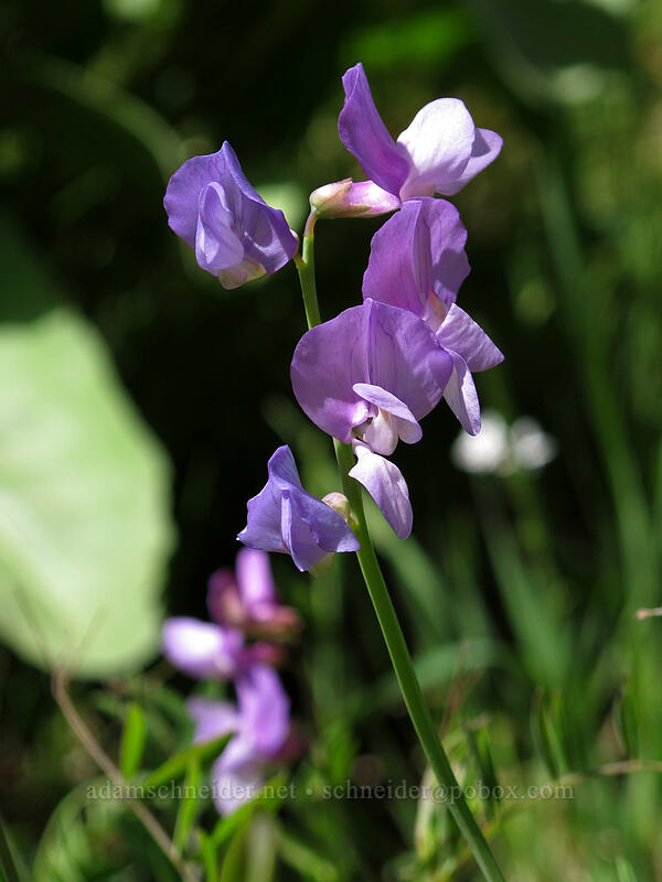 pea-vine (Lathyrus sp.) [Sauer's Mountain Trail, Peshastin, Chelan County, Washington]