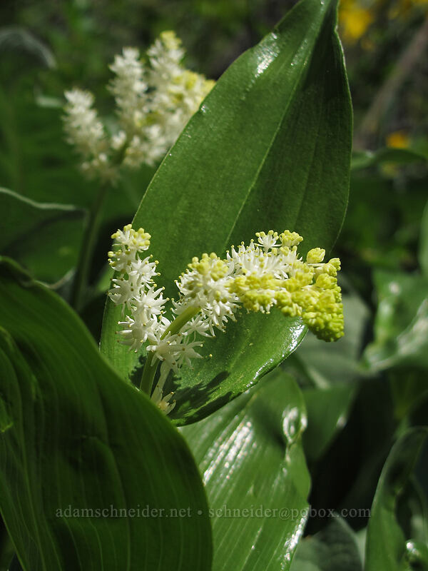 feathery false solomon's-seal (Maianthemum racemosum ssp. amplexicaule (Smilacina racemosa)) [Sauer's Mountain Trail, Peshastin, Chelan County, Washington]