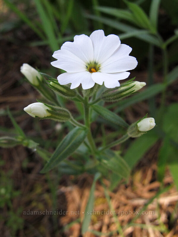 showy phlox (Phlox speciosa) [Sauer's Mountain Trail, Peshastin, Chelan County, Washington]