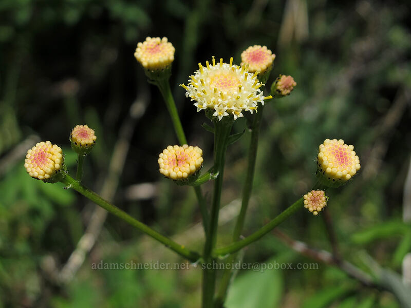 rayless/discoid western groundsel (Senecio integerrimus) [Sauer's Mountain Trail, Peshastin, Chelan County, Washington]