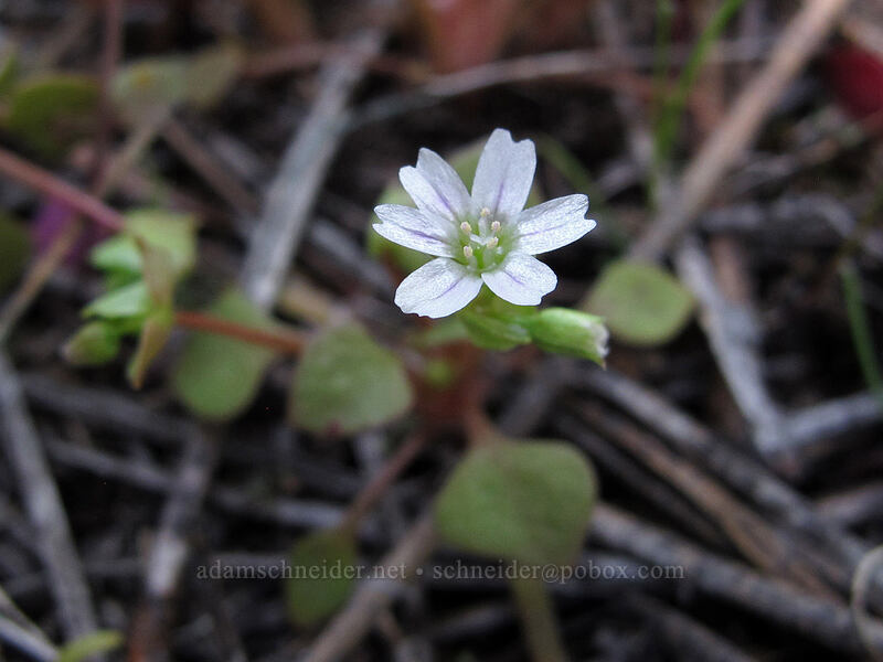 red miner's lettuce (Claytonia rubra ssp. rubra) [Sauer's Mountain Trail, Peshastin, Chelan County, Washington]