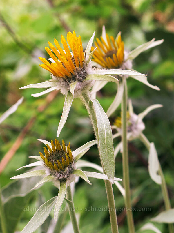 arrow-leaf balsamroot, just starting to bloom (Balsamorhiza sagittata) [Sauer's Mountain Trail, Peshastin, Chelan County, Washington]