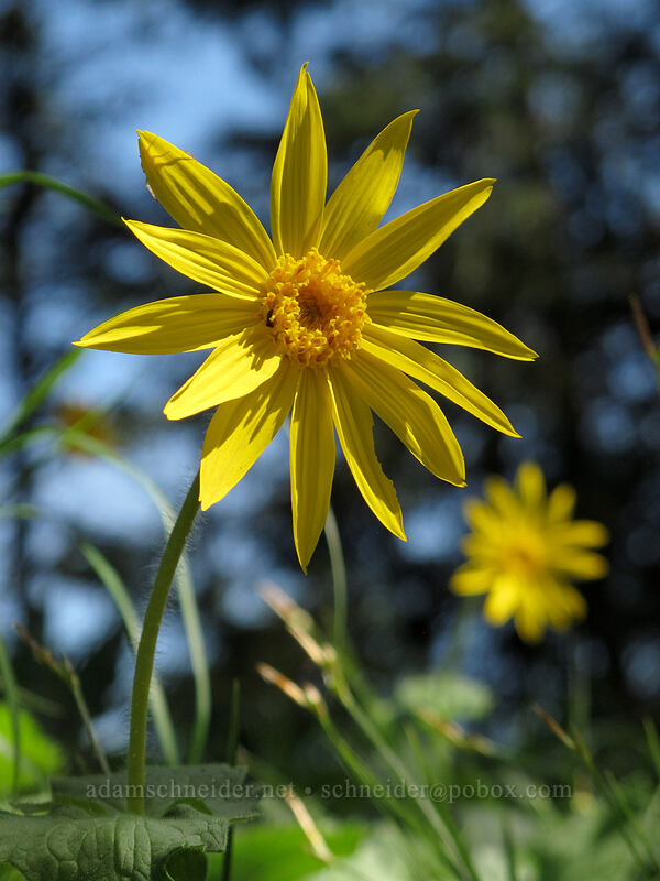 heart-leaf arnica (Arnica cordifolia) [Sauer's Mountain Trail, Peshastin, Chelan County, Washington]
