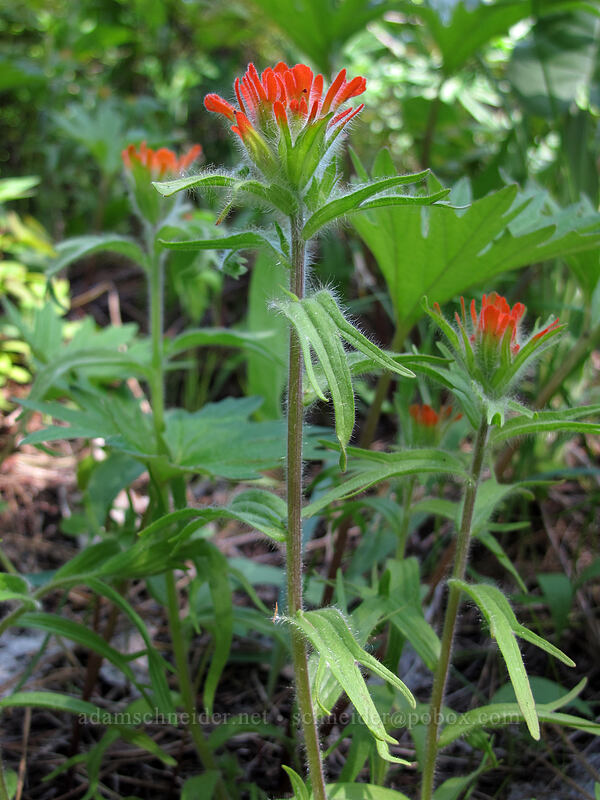 harsh paintbrush (Castilleja hispida) [Sauer's Mountain Trail, Peshastin, Chelan County, Washington]