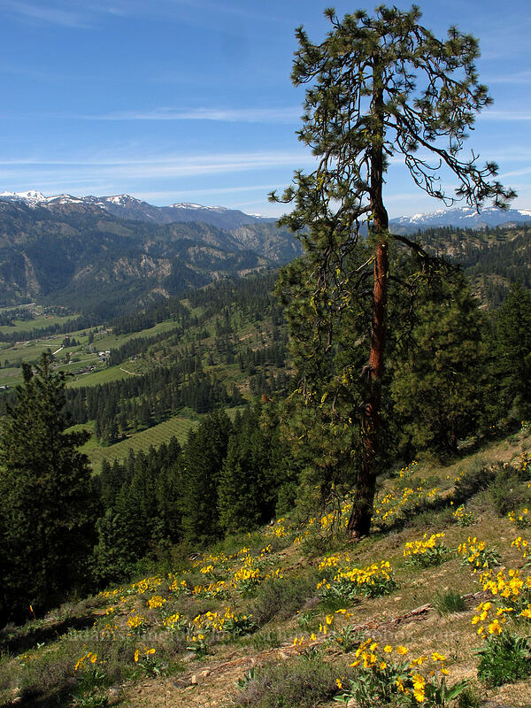 arrow-leaf balsamroot (Balsamorhiza sagittata) [Sauer's Mountain Trail, Peshastin, Chelan County, Washington]