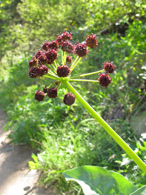 purple fern-leaf desert parsley (Lomatium multifidum (Lomatium dissectum var. multifidum)) [Sauer's Mountain Trail, Peshastin, Chelan County, Washington]