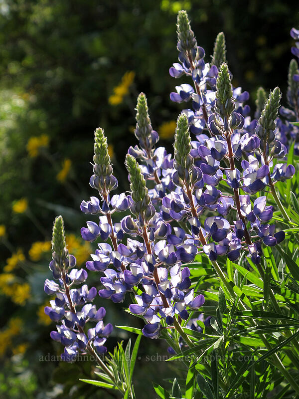 lupines (Lupinus sp.) [Sauer's Mountain Trail, Peshastin, Chelan County, Washington]