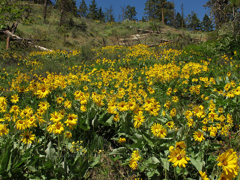 arrow-leaf balsamroot (Balsamorhiza sagittata) [Sauer's Mountain Trail, Peshastin, Chelan County, Washington]
