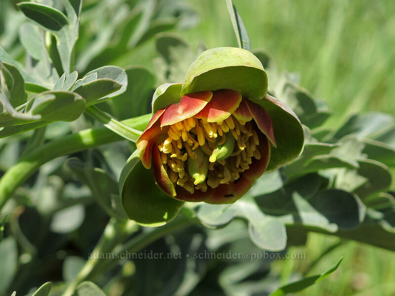 Brown's peony (Paeonia brownii) [Sauer's Mountain Trail, Peshastin, Chelan County, Washington]