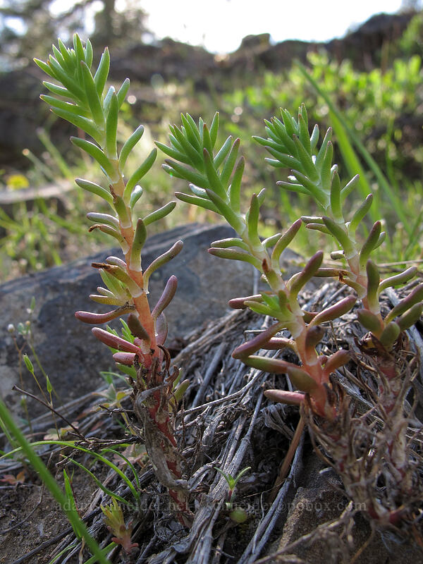 worm-leaf stonecrop (Sedum stenopetalum) [Sam Hill Preserve, Chelan County, Washington]