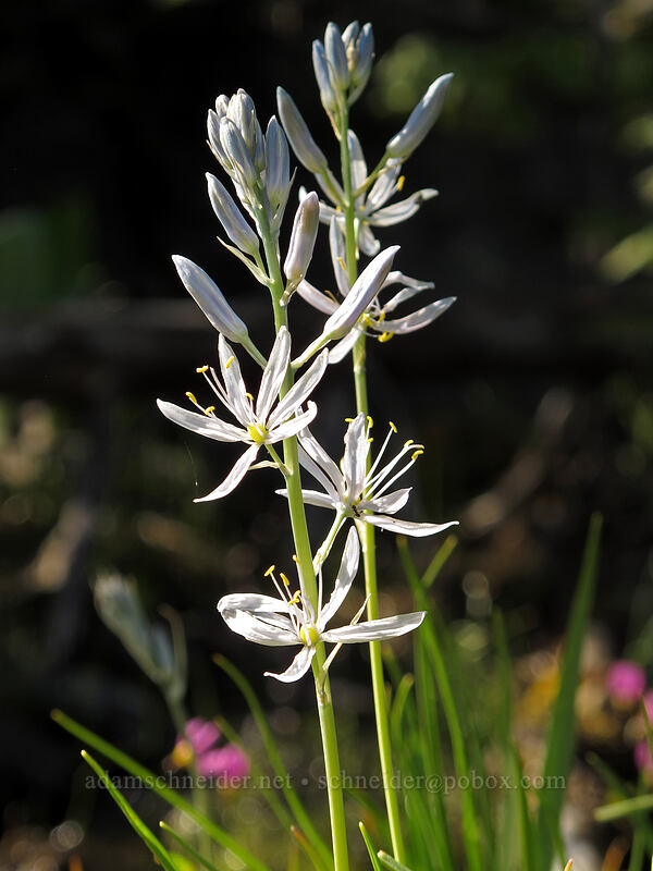 pale camas (Camassia quamash) [Sam Hill Preserve, Chelan County, Washington]