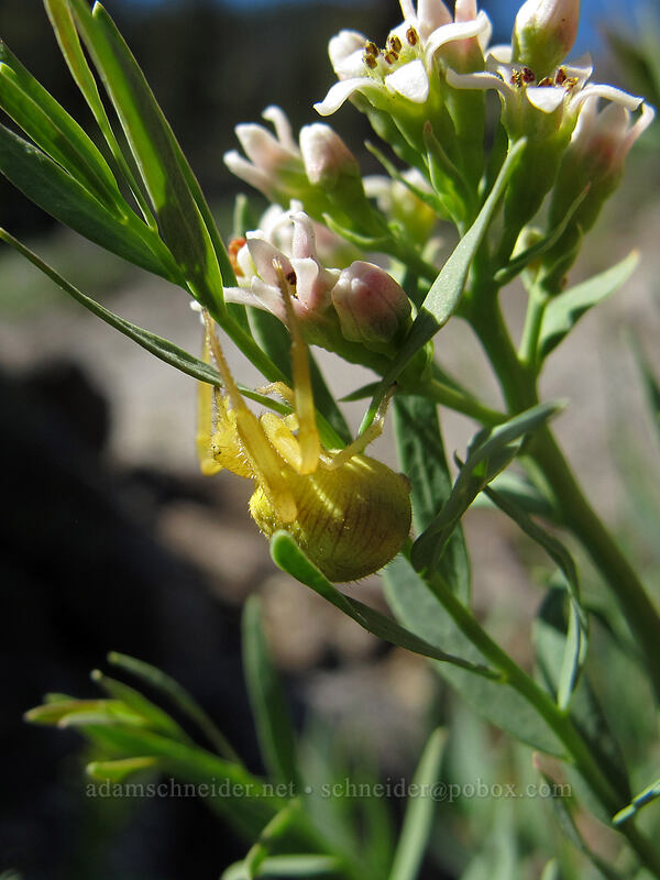 goldenrod crab spider on bastard toad-flax (Mecaphesa sp., Comandra umbellata) [Sam Hill Preserve, Chelan County, Washington]
