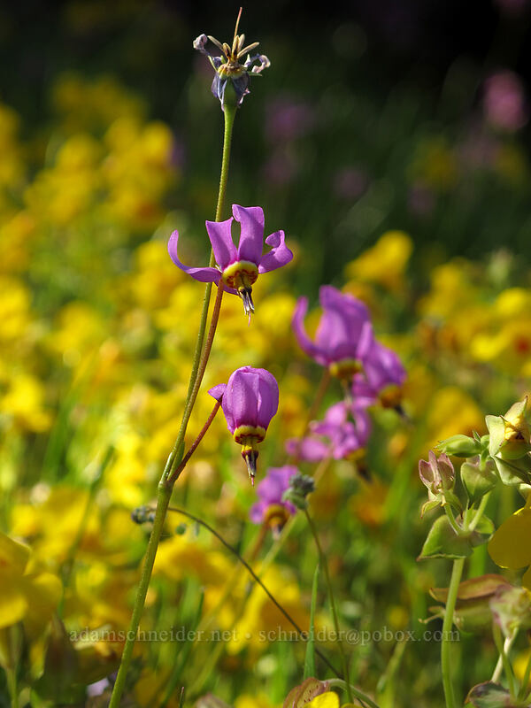 shooting stars & monkeyflower (Dodecatheon pulchellum (Primula pauciflora), Erythranthe guttata (Mimulus guttatus)) [Sam Hill Preserve, Chelan County, Washington]