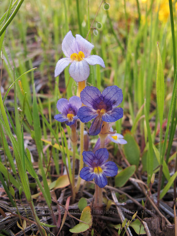 naked broomrape (Aphyllon purpureum (Orobanche uniflora)) [Sam Hill Preserve, Chelan County, Washington]