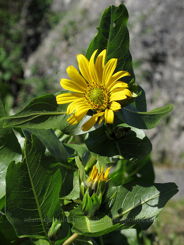 Carey's balsamroot (Balsamorhiza careyana) [Sam Hill Preserve, Chelan County, Washington]