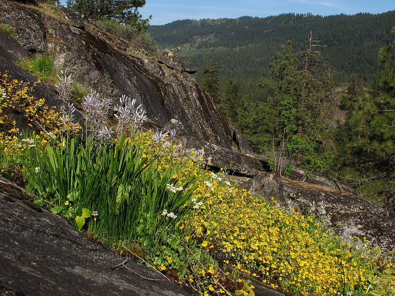 pale camas & monkeyflower (Camassia quamash, Erythranthe guttata (Mimulus guttatus)) [Sam Hill Preserve, Chelan County, Washington]