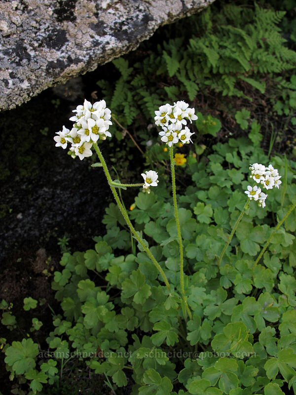 buttercup-leaf mock-brookfoam (Hemieva ranunculifolia (Suksdorfia ranunculifolia)) [Sam Hill Preserve, Chelan County, Washington]