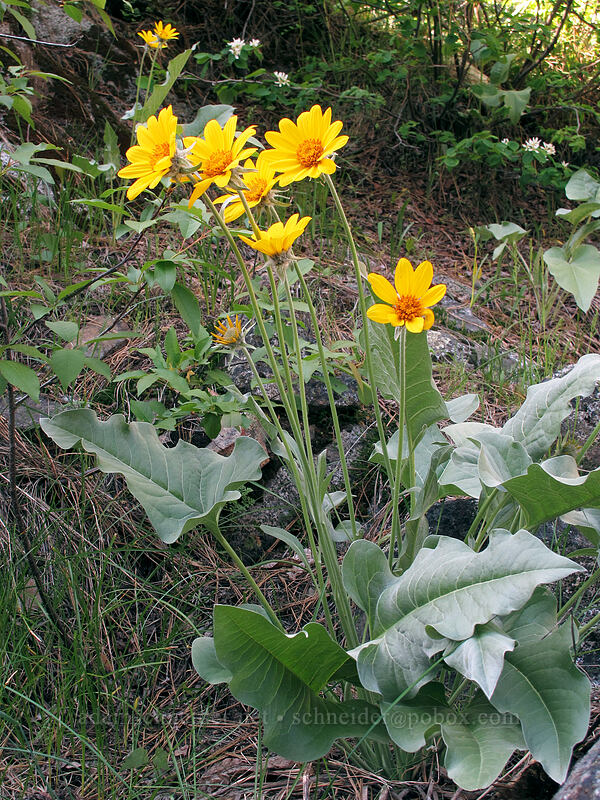 arrow-leaf balsamroot (Balsamorhiza sagittata) [Sam Hill Preserve, Chelan County, Washington]
