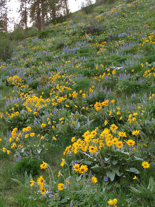 balsamroot & lupines (Balsamorhiza sagittata, Lupinus sp.) [Olalla Canyon Road, Chelan County, Washington]