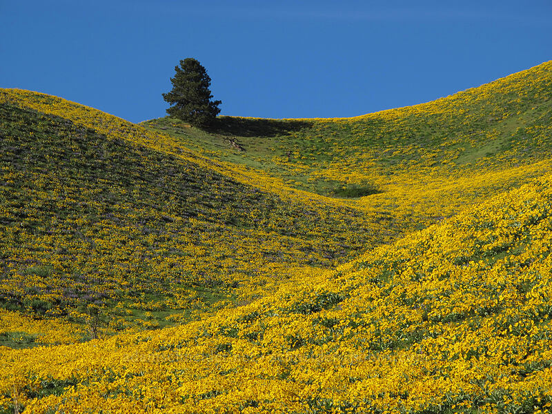 balsamroot (Balsamorhiza sagittata) [Olalla Canyon Road, Chelan County, Washington]