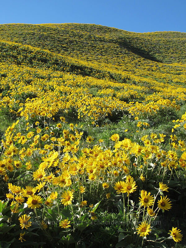 balsamroot (Balsamorhiza sagittata) [Olalla Canyon Road, Chelan County, Washington]