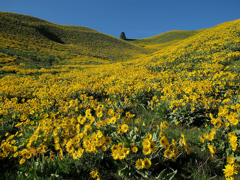 balsamroot (Balsamorhiza sagittata) [Olalla Canyon Road, Chelan County, Washington]