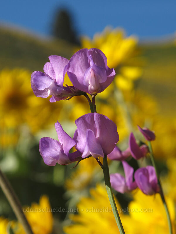 pea-vine (Lathyrus sp.) [Olalla Canyon Road, Chelan County, Washington]