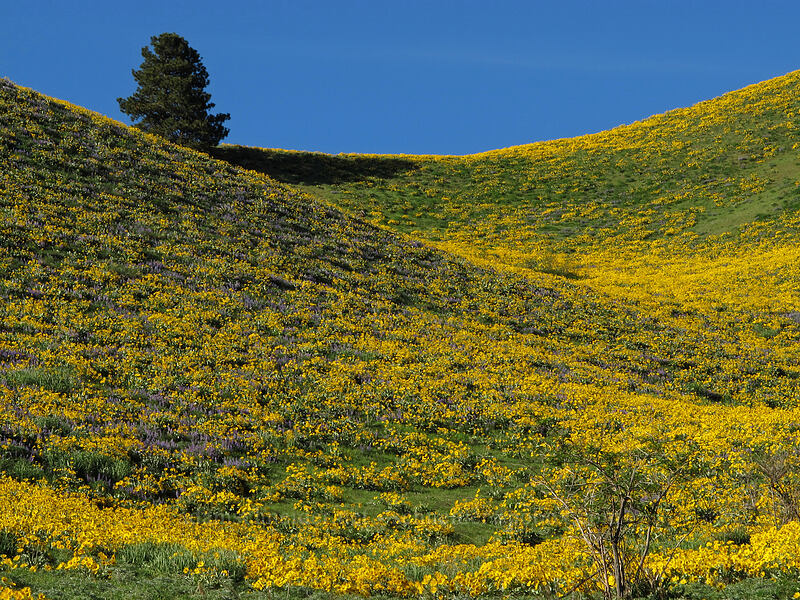 balsamroot & lupines (Balsamorhiza sagittata, Lupinus sericeus) [Olalla Canyon Road, Chelan County, Washington]