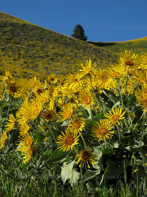 balsamroot (Balsamorhiza sagittata) [Olalla Canyon Road, Chelan County, Washington]