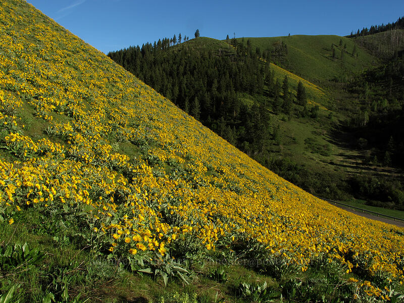 balsamroot (Balsamorhiza sagittata) [Olalla Canyon Road, Chelan County, Washington]
