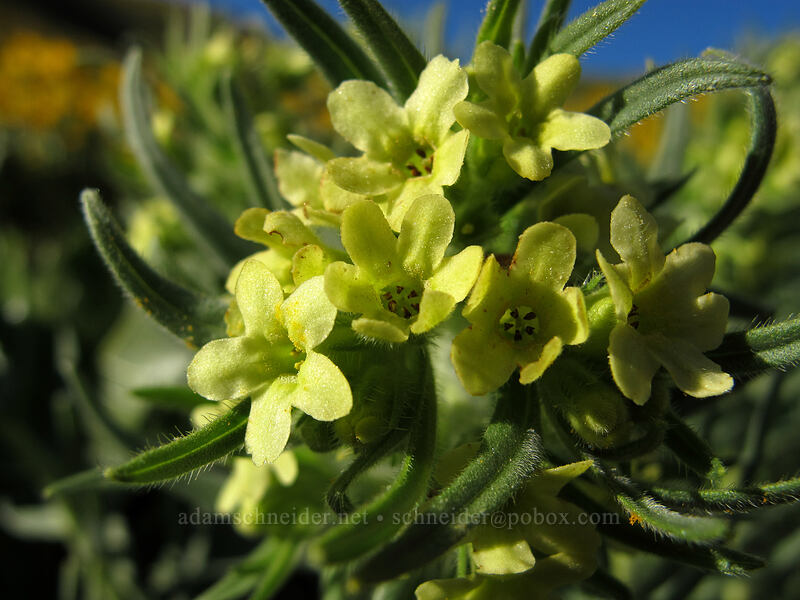 Columbia puccoon (Lithospermum ruderale) [Olalla Canyon Road, Chelan County, Washington]