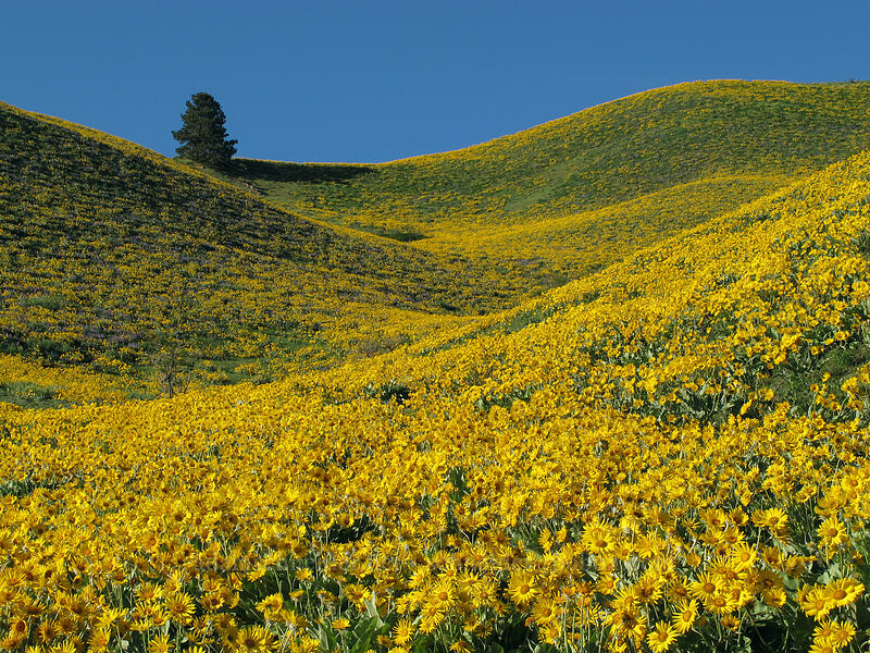 balsamroot (Balsamorhiza sagittata) [Olalla Canyon Road, Chelan County, Washington]