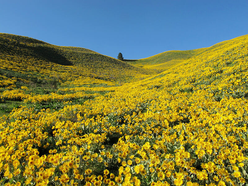 balsamroot (Balsamorhiza sagittata) [Olalla Canyon Road, Chelan County, Washington]