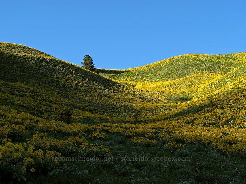 balsamroot & shadows (Balsamorhiza sagittata) [Olalla Canyon Road, Chelan County, Washington]