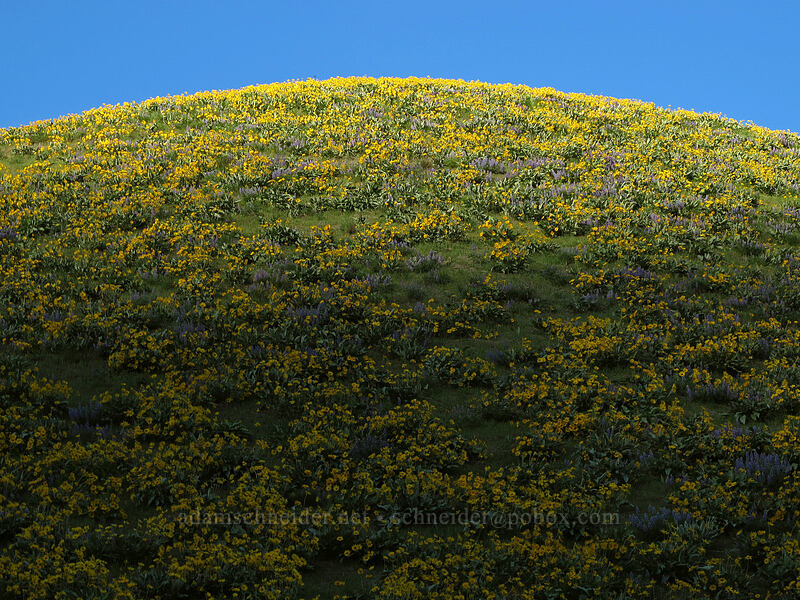 balsamroot & shadows (Balsamorhiza sagittata) [Olalla Canyon Road, Chelan County, Washington]