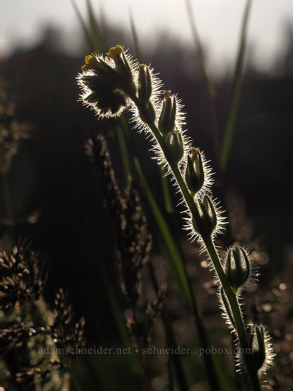 fiddleneck (Amsinckia sp.) [Peshastin Pinnacles State Park, Chelan County, Washington]