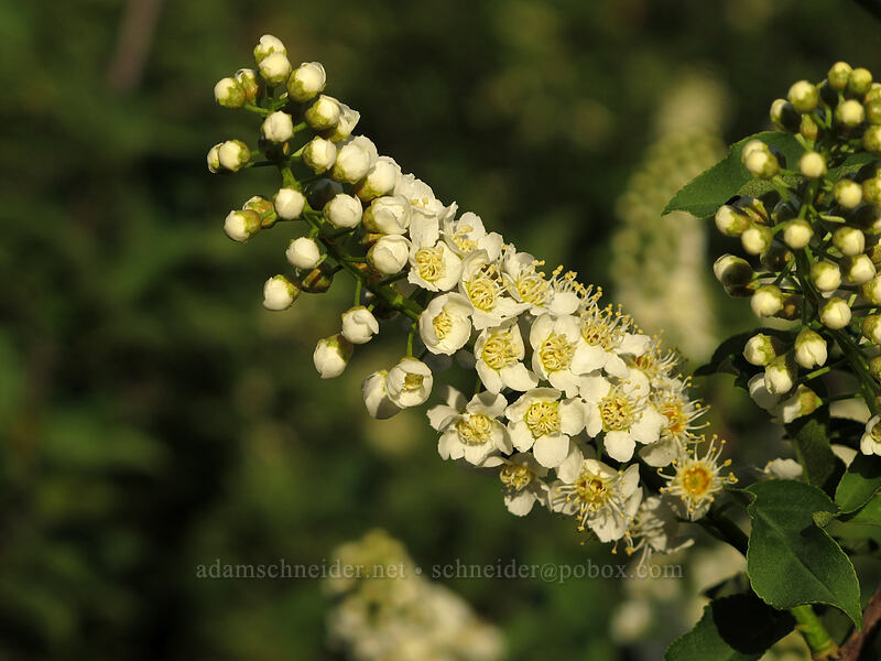 chokecherry flowers (Prunus virginiana var. melanocarpa) [Peshastin Pinnacles State Park, Chelan County, Washington]