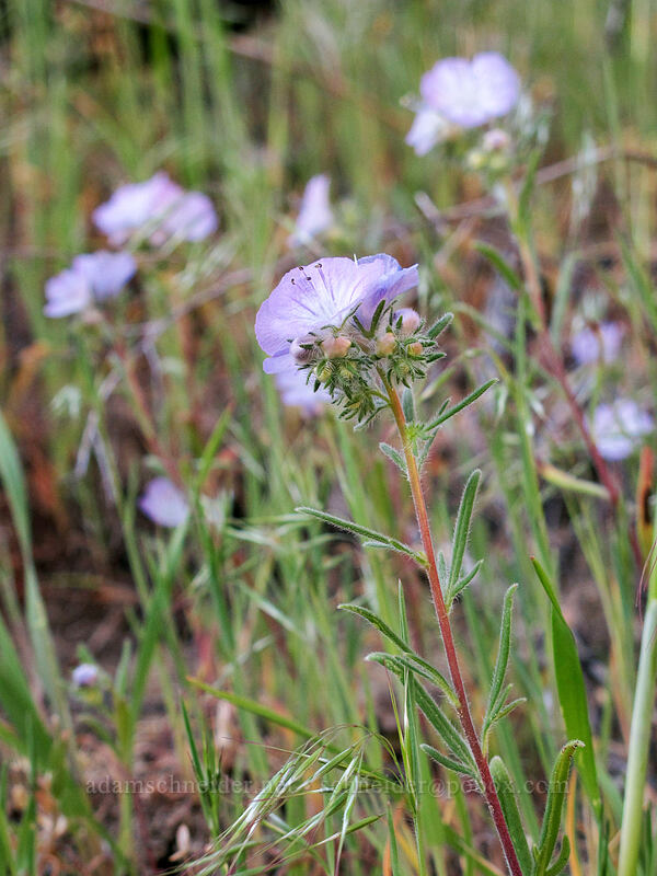 thread-leaf phacelia (Phacelia linearis) [Peshastin Pinnacles State Park, Chelan County, Washington]