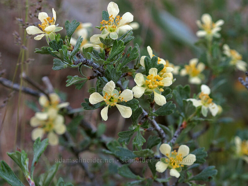 antelope bitterbrush (Purshia tridentata) [Peshastin Pinnacles State Park, Chelan County, Washington]
