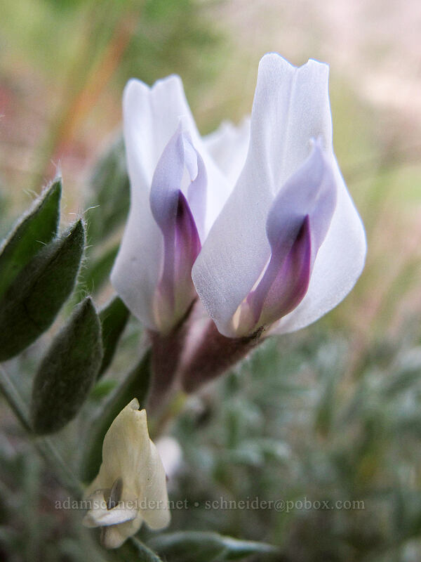 woolly-pod milk-vetch (Astragalus purshii) [Peshastin Pinnacles State Park, Chelan County, Washington]