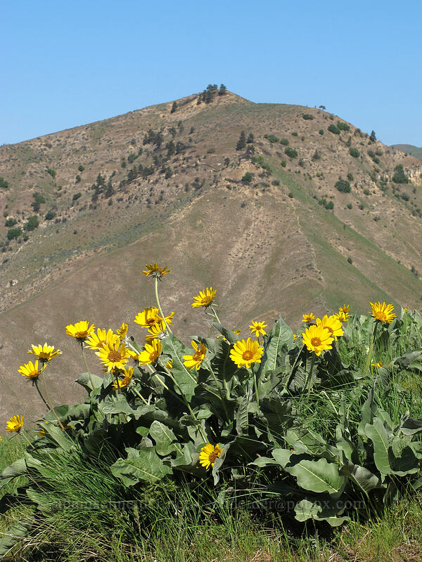 balsamroot & Chopper Peak (Balsamorhiza sagittata) [Saddle Rock Trail, Wenatchee, Chelan County, Washington]