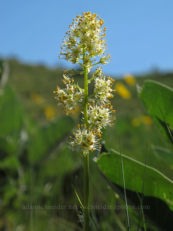 panicled death-camas (Toxicoscordion paniculatum (Zigadenus paniculatus)) [Saddle Rock Trail, Wenatchee, Chelan County, Washington]