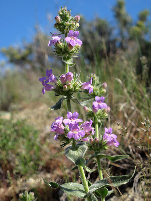 fuzzy-tongue penstemon (Penstemon eriantherus var. whitedii) [Saddle Rock Trail, Wenatchee, Chelan County, Washington]