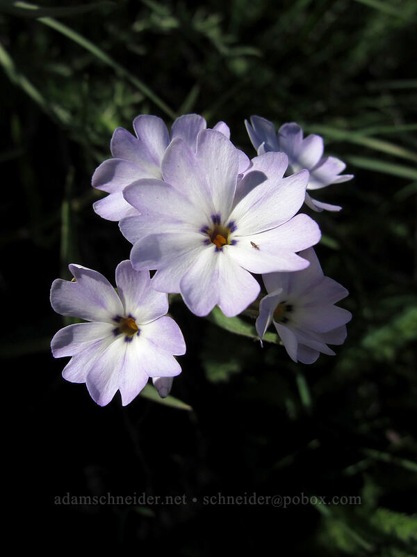 showy phlox (Phlox speciosa) [Saddle Rock Trail, Wenatchee, Chelan County, Washington]