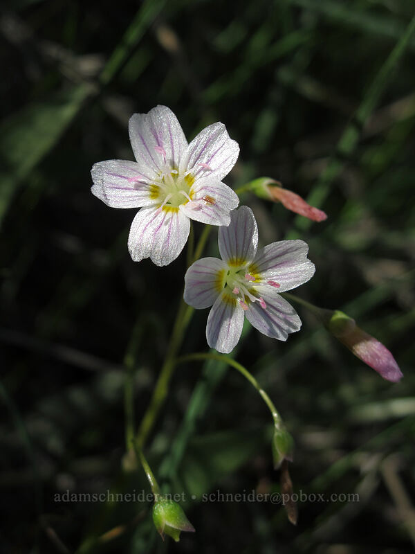 lance-leaf spring beauty (Claytonia lanceolata) [Saddle Rock Trail, Wenatchee, Chelan County, Washington]