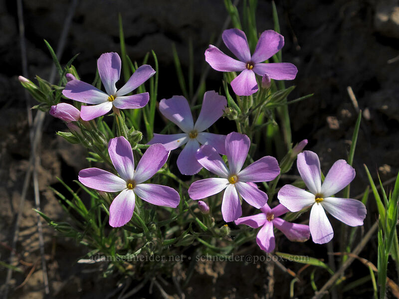 long-leaf phlox (Phlox longifolia) [Saddle Rock Trail, Wenatchee, Chelan County, Washington]