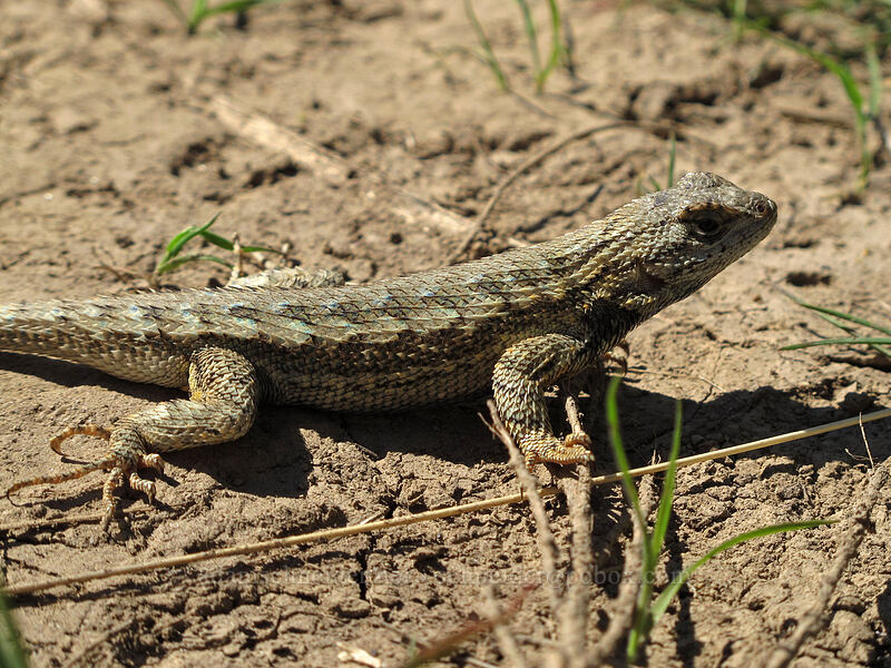 western fence lizard (Sceloporus occidentalis occidentalis) [Saddle Rock Trail, Wenatchee, Chelan County, Washington]