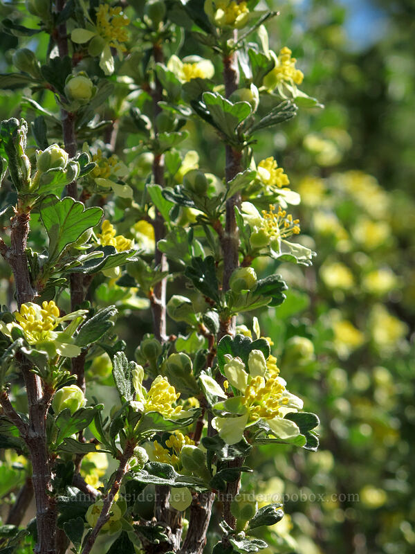 antelope bitterbrush (Purshia tridentata) [Saddle Rock Trail, Wenatchee, Chelan County, Washington]