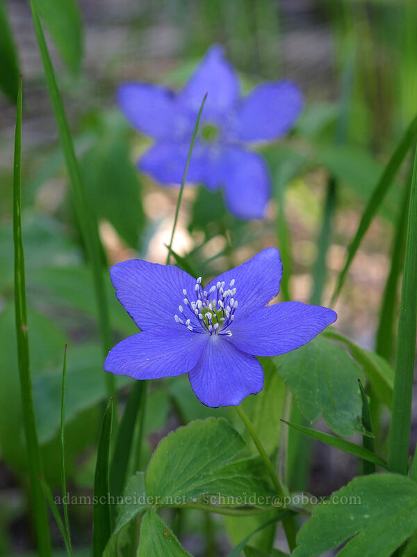 Oregon anemone (Anemone oregana) [Rat Creek Ridge Trail, CDLT Mountain Home Property, Chelan County, Washington]